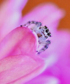 Mcoplus Extnp Auto Focus Macro Extension Tube Set for Nikon AF AF-S DX FX SLR Cameras 53 C1RZi1cvmiS