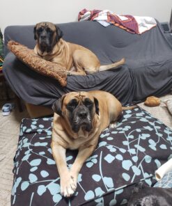 Molly Mutt Huge Dog Bed Cover - Your Hand in Mine Print - Measures 36”x45”x5’’ - 100% Cotton - Durable - Breathable - Sustainable - Machine Washable Dog Bed Cover 27 C1RjWE6PoyS