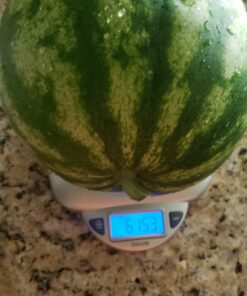 Heirloom Fruit Seeds- Non Hybrid- Real Survival Seeds. Honeydew Green Melon, Banana Melon, Honey Rock Cantaloupe, Watermelon Crimson Sweet, Sugar Baby Watermelon Seeds, Hales Best Jumbo Melon,Non GMO 35 C1RtjscxkOS