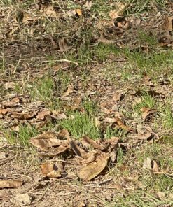 Jonathan Green (10970) Black Beauty Heavy Traffic Grass Seed - Cool Season Lawn Seed (3 lb) 3 lb 20 C1V7rndsqS