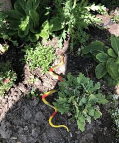 Fun Central 12-Pack Realistic Rubber Snakes - 14-Inch Flexible Prank Props, Party Favors, Halloween Décor, Garden Protection - Hilarious Fun for Kids & Adults, Assorted Styles 33 C1V8NSLlW8S