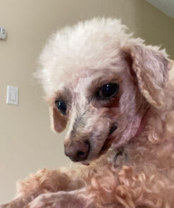 IAMS Adult Minichunks Small Kibble High Protein Dry Dog Food with Real Chicken, 15 lb. Bag 0 15 Pound (Pack of 1) 37 C1W8XcFYDfS