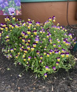 Outsidepride Viola Johnny Jump Up Wild Flowers & Ground Cover Plants - 5000 Seeds 43 C1Wuq1l3AdS