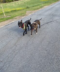 Vastar 2 Packs Adjustable Pet Dog Cat Car Seat Belt Safety Leash Vehicle Seatbelt Harness Black 37 C1YAGl2sg7S