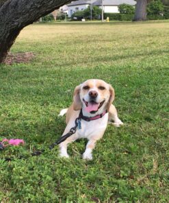 Milo's Kitchen Dog Treats, Chicken Meatballs, 18 Ounce 18 Ounce (Pack of 1) 37 C1Ym59YyKcS