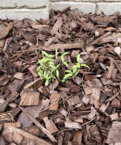 Burpee Super Sweet 100' Hybrid Cherry Tomato, 50 Seeds 33 C1bl9TAFPpS
