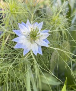 Seed Needs, Large 2.1 Ounce Package of 30,000+ Dazzling Blue Wildflower Seeds for Planting (99% Pure Live Seed Butterfly Attracting Wildflower Mixture - NO Filler) - Bulk 54 C1fAtKB8lhS