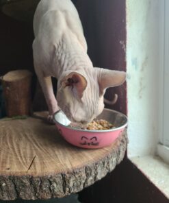 Purina Cat Chow Naturals With Added Vitamins, Minerals and Nutrients Dry Cat Food, Naturals Original - 13 lb. Bag Chicken & Salmon 13.00 Pound (Pack of 1) 38 C1fS5wiJf6S