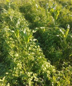 Yard Butler Twist Tiller garden cultivator & hand tiller heavy duty garden claw hand tool - ITNT-4 33 C1fnZ2dsOaS