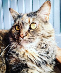 Purina ONE Natural Dry Cat Food, Tender Selects Blend With Real Salmon - 16 lb. Bag 16.00 Pound (Pack of 1) 42 C1fslZOPm9S