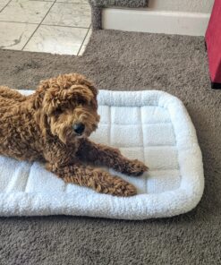 Amazon Basics 35-Inch Padded, Dog & Pet Bolster Bed, White, 35.04"L x 22.05"W x 2.76"H 35.0"L x 22.1"W x 2.8"Th 26 C1g8slmMcGS