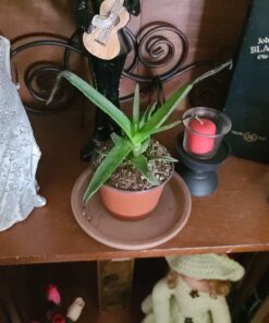 3 Different Aloe Plants - Easy to Grow/Hard to Kill! - 3" Pots 29 C1gG sSeNfS