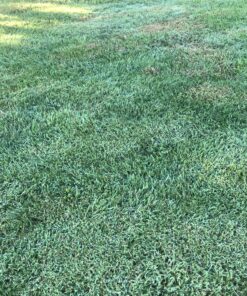 Select Source Quinclorac 75 Herbicide - 1 Pound (Drive 75, Quinstar) by 19 C1hrPQSFCtS