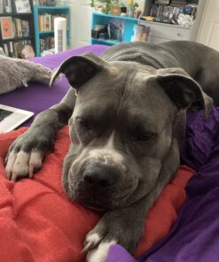 Hill's Science Diet Dry Dog Food, Adult, Sensitive Stomach & Skin, Chicken Recipe, 30 lb. Bag Chicken & Barley 30.00 Pound (Pack of 1) 41 C1hvhVcWyZS 2