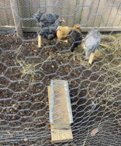 Ware Manufacturing Chicken Feeder Trough 1 7 C1iyR Eq0fS