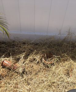 Roundup Ready-To-Use Weed & Grass Killer III -- with Sure Shot Wand, Use in & Around Vegetable Gardens, Tree Rings, Flower Beds, Patios & More, Kills to the Root, 1.33 gal. 36 C1m1dptlYIS