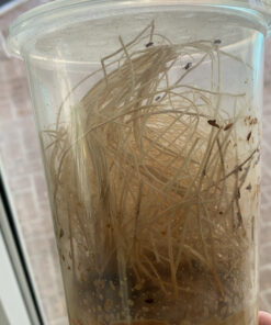 Josh's Frogs Producing Flightless Drosophila Hydei Fruit Fly Culture Black 21 C1oBG7SyZzS