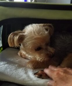 Henkelion Pet Carrier for Small Medium Cats Dogs Puppies up to 15 Lbs, Airline Approved Small Dog Carrier Soft Sided, Collapsible Travel Puppy Carrier - Green 17.0"L x 11.0"W x 11.0"H 42 C1omnoJ72S