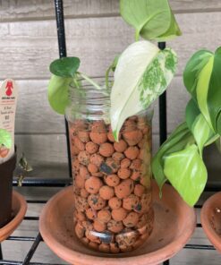 Expanded Clay Pebbles LECA Grow Media for Plants, Orchids, DWC Hydroponics, Aquaponics, Aquaculture Garden Soil Additive Conditioner Amendment Ceramsite Aggregate Cz Garden 2 LBS Cz Expanded Clay Pebbles 57 C1pDG9dTOLS