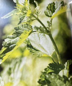 Healing Herbal Teas: Learn to Blend 101 Specially Formulated Teas for Stress Management, Common Ailments, Seasonal Health, and Immune Support 31 C1pTCMFB6S