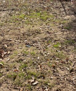 Jonathan Green (10970) Black Beauty Heavy Traffic Grass Seed - Cool Season Lawn Seed (3 lb) 3 lb 22 C1pUnx0aJYS