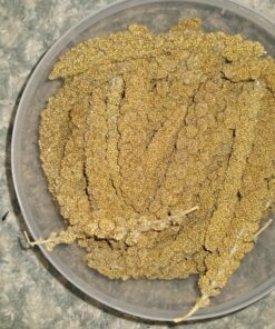 Living World - Spray Millet, 17.6 Oz – Premium Treat for Budgies, Canaries, Finches, Cockatiels and Other Pet Birds 1.1 Pound (Pack of 1) 23 C1pkiOXWt5S