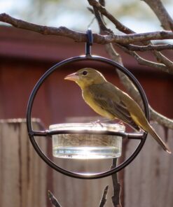 Mosaic Birds Hummble Basic Bird Feeder, M045-200, 3.4 Ounce Capacity, Clear, 1 Piece 42 C1sUXBmneDS