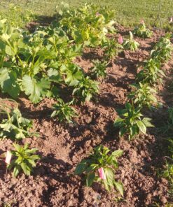 Yard Butler Twist Tiller garden cultivator & hand tiller heavy duty garden claw hand tool - ITNT-4 34 C1smsMPvVVS