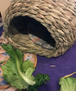 Oxbow Animal Health Timothy Hay Bungalow - Large Large (Pack of 1) 25 C1u dWeLWrS