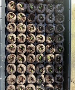 Seed Needs, Pink Swamp Milkweed Seeds for Planting (Asclepias incarnata) Heirloom, Open Pollinated & Untreated, Attracts Monarch Butterflies (2 Packs) 2 Packs (200 Seeds) 33 C1vd3AJGSlS 1