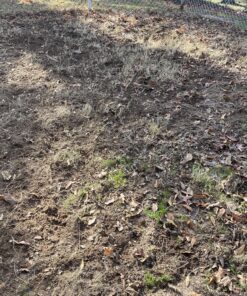 Jonathan Green (10970) Black Beauty Heavy Traffic Grass Seed - Cool Season Lawn Seed (3 lb) 3 lb 23 C1vwEsh3zKS