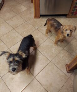 K9 Advantix II Large Dog Vet-Recommended Flea, Tick & Mosquito Treatment & Prevention | Dogs 21-55 lbs. | 2-Mo Supply 2 Pack Large Dog only 40 C1xHbhquyMS