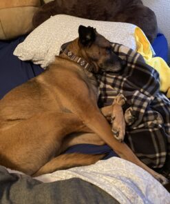 Sunbeam Royal Ultra Rodeen Blue Plaid Heated Personal Throw / Blanket, Cozy-Warm, Adjustable Heat Settings 43 C1xc0WHsvbS