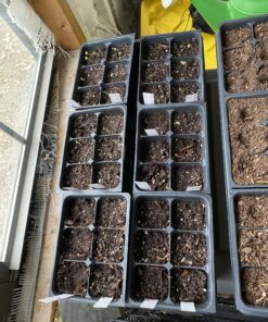 10 Plant Growing Trays (No Drain Holes) - 20" x 10" - Perfect Garden Seed Starter Grow Trays: for Seedlings, Indoor Gardening, Growing Microgreens, Wheatgrass & More - Soil or Hydroponic Black No drain holes 46 C1ys3oV5sOS