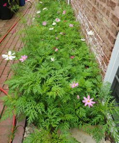 Cosmos Seeds Wildflower Mixture - Bulk 1 Ounce Packet - Over 5,000 Seeds - Pink, Yellow, Orange, Red, Purple and White Mixed Species! 1 Ounce Pouch 55 D1 OwNTtRBS