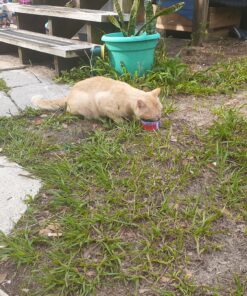 Purina Friskies Gravy Wet Cat Food Variety Pack, Shreds - (24) 5.5 oz. Cans Chicken, Turkey, Beef, Cheese 5.5 Ounce (Pack of 24) 31 D17nEGKkwqS