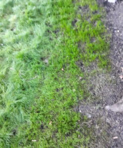 Jonathan Green (10840) Fast Grow Grass Seed - Cool Season Lawn Seed (7 lb) 7 pounds 28 D1CTO14XAUS