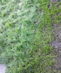 Jonathan Green (10840) Fast Grow Grass Seed - Cool Season Lawn Seed (7 lb) 7 pounds 29 D1GD2 xLYXS