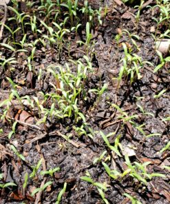 Cosmos Seeds Wildflower Mixture - Bulk Quarter Pound Bag - Over 20,000 Seeds - Pink, Yellow, Orange, Red, Purple and White Mixed Species! 1/4 Pound Bag 32 D1Gi49X1HuS