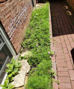 Cosmos Seeds Wildflower Mixture - Bulk 1 Ounce Packet - Over 5,000 Seeds - Pink, Yellow, Orange, Red, Purple and White Mixed Species! 1 Ounce Pouch 56 D1GroIX8nRS