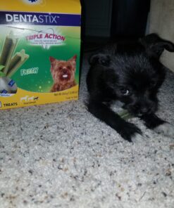 PEDIGREE DENTASTIX Dental Dog Treats for Toy/Small Dogs Fresh Flavor Dental Bones, 12.66 oz. Pack (51 Treats) 51 Count (Pack of 1) 29 D1Kuh2oXhpS