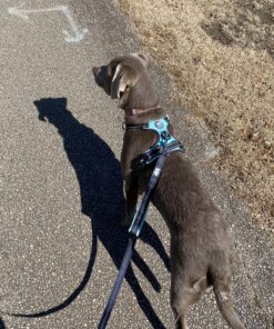 Black Rhino Dog Leash - Heavy Duty - Medium & Large Dogs | 6ft Long Leashes | Two Traffic Padded Comfort Handles for Safety Control Training - Double Handle Reflective Lead - (Aqua) Aqua 49 D1a9HgaXlS