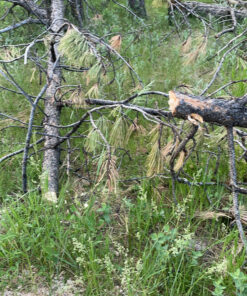 FiveJoy Professional Survival Shovel Multitool - Portable Collapsible Tactical Tool - Entrenching Backpack Equipment for Hiking Camping Car - Gifts for Men Dad Husband (Shovel RS) 25 D1i29j4isRS