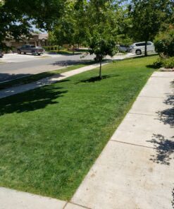 Lawnlift Ultra Concentrated (Green) Grass Paint 16oz. = 1.375 Gallons of Product. 42 D1kTFZvJ9VS