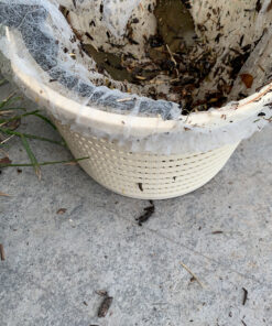 G & F Products 13040-100 Disposable Bouffant Caps Hair Net, Spun-Bonded Polypropylene, Non-Woven, Medical, Labs, Nurse, Tattoo, Food Service, Health, Hospital, White, 100/Sleeve Stretchable Fits All 100 Pieces 25 D1nyV3BwDKS 2