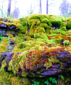 Fujifilm XF14mmF2.8 R Black 14mm f2.8 Lens Single Item 41 D1zqzbb2eTS