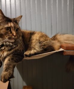 Purina ONE Natural Dry Cat Food, Tender Selects Blend With Real Salmon - 16 lb. Bag 16.00 Pound (Pack of 1) 43 E1C1I4R2 ZS